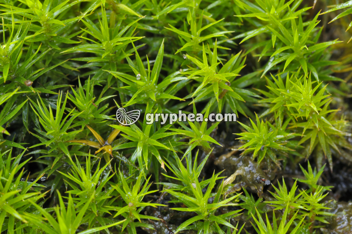 Polytrics - gryphea.com